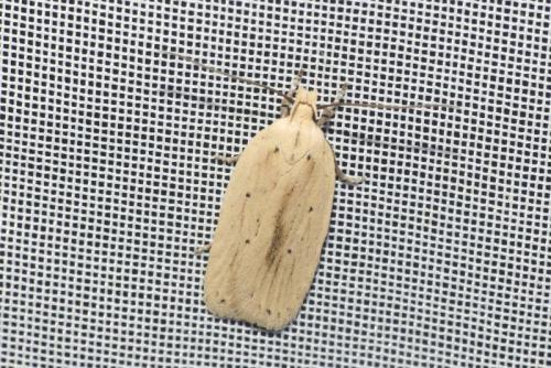 Agonopterix pallorella
